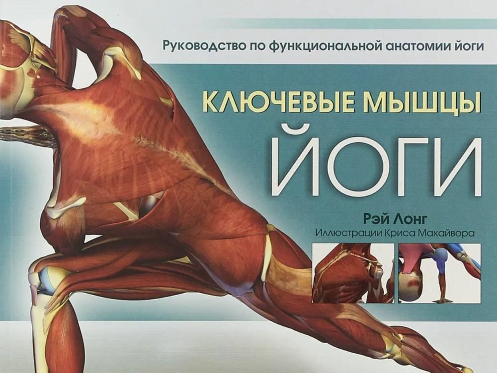 Ключевые мышцы йоги (Лонг Рэй)